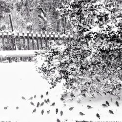 View of snow covered landscape