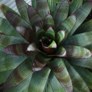 Full frame shot of flowering plant