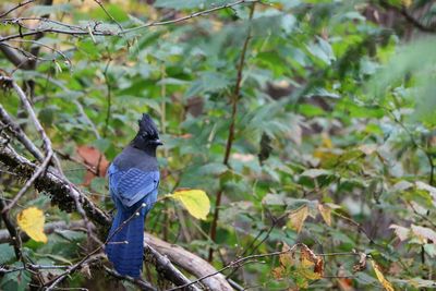 Bird perching on a tree