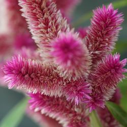 Close-up of pink flower