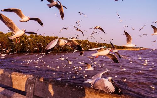 Seagulls flying over lake