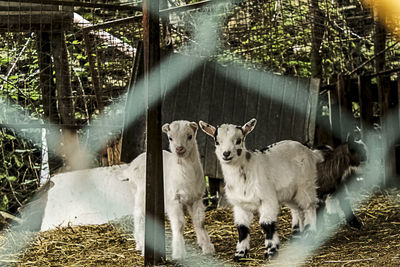 Sheep grazing on field