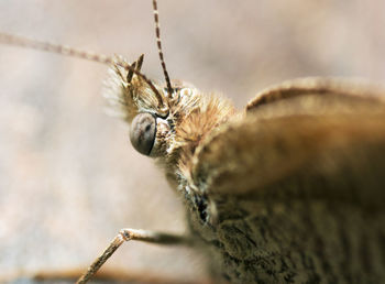 Close-up of butterfly