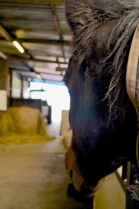 domestic animals
