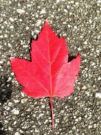 Close-up of maple leaves on ground