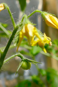 Close-up of insect on yellow flower