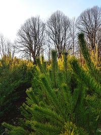 Plants and trees on field against sky