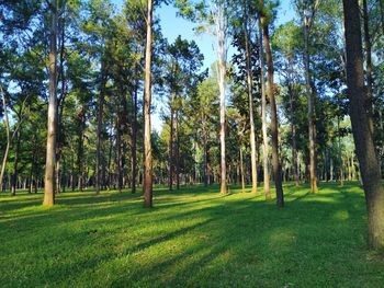 Trees in forest