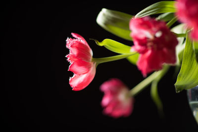 Close-up of pink flowers blooming against black background