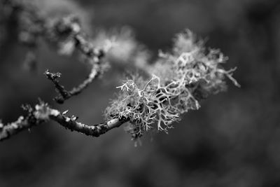 Close-up of frozen plant