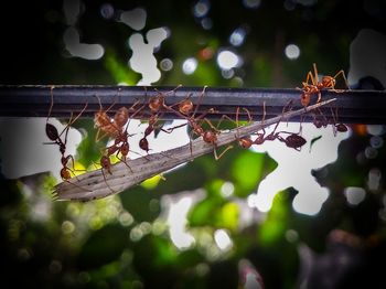 Low angle view of leaves on tree against sky