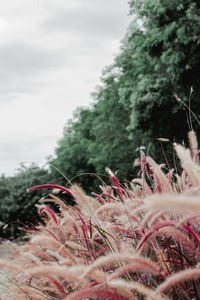 Close-up of pink flowering plants