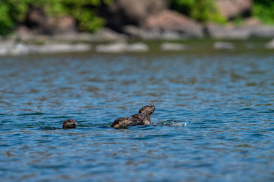 Ducks swimming in lake