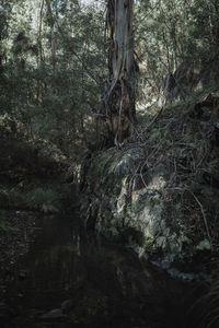 River amidst trees in forest