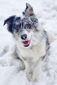 Close-up of dog on snow field