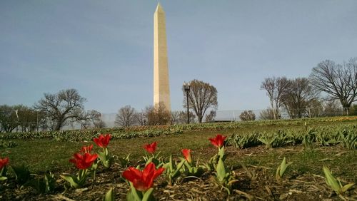 Red tulips blooming against clear sky