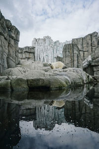 Polar bear on rock by water against sky