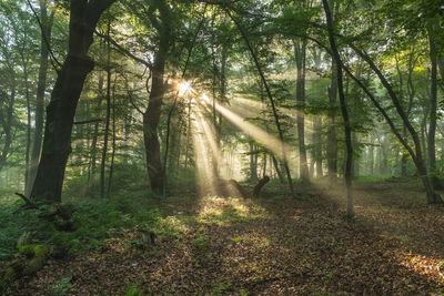 Sunlight streaming through trees in forest