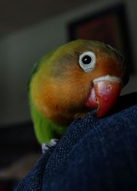 Close up of plant against blurred background