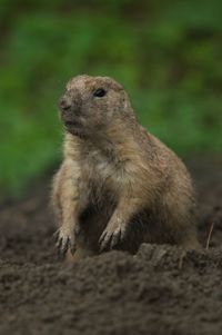 Close-up of an animal on land