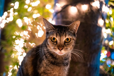 Close-up portrait of tabby cat on illuminated tree