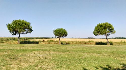 Trees on field against clear sky