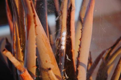 Close-up of aloe vera plants