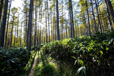 Low angle view of bamboo trees in forest