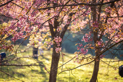 Low angle view of cherry blossoms blooming on tree