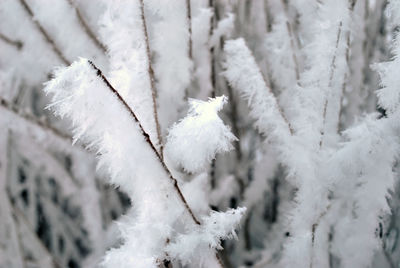Close-up of frozen plants during winter
