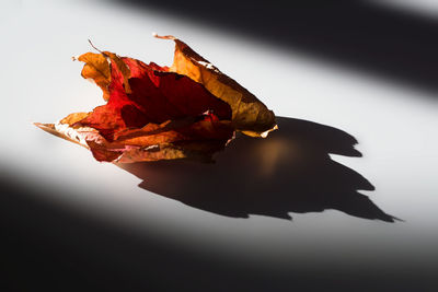 Close-up of dry maple leaf against white background