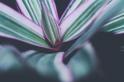 Full frame shot of purple flower