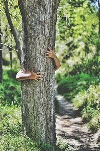 Squirrel on tree trunk in park