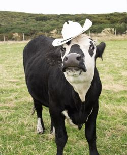 Cow wearing a hat