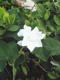 Close-up of white flowering plant