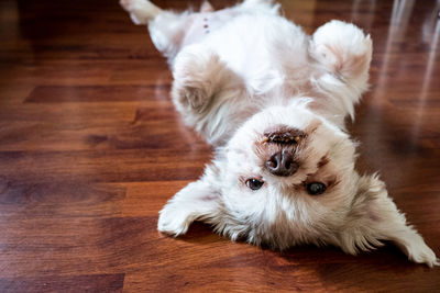 High angle view of a dog lying down on hardwood floor