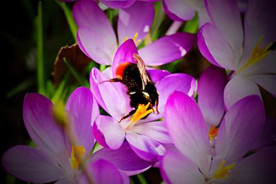 Close-up of bee pollinating flower