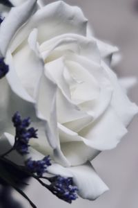 Close-up of white rose