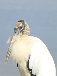 Close-up of a bird