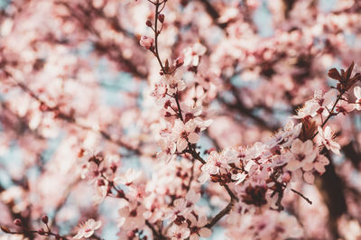 Close-up of cherry blossoms in spring