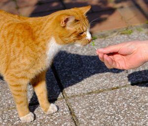 Close-up of hand holding cat