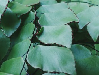 Full frame shot of fresh green plant