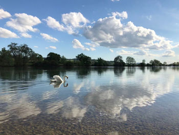 Swan swimming in lake against sky