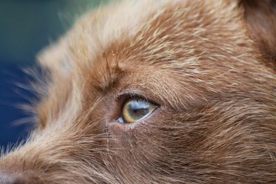 Close-up portrait of dog