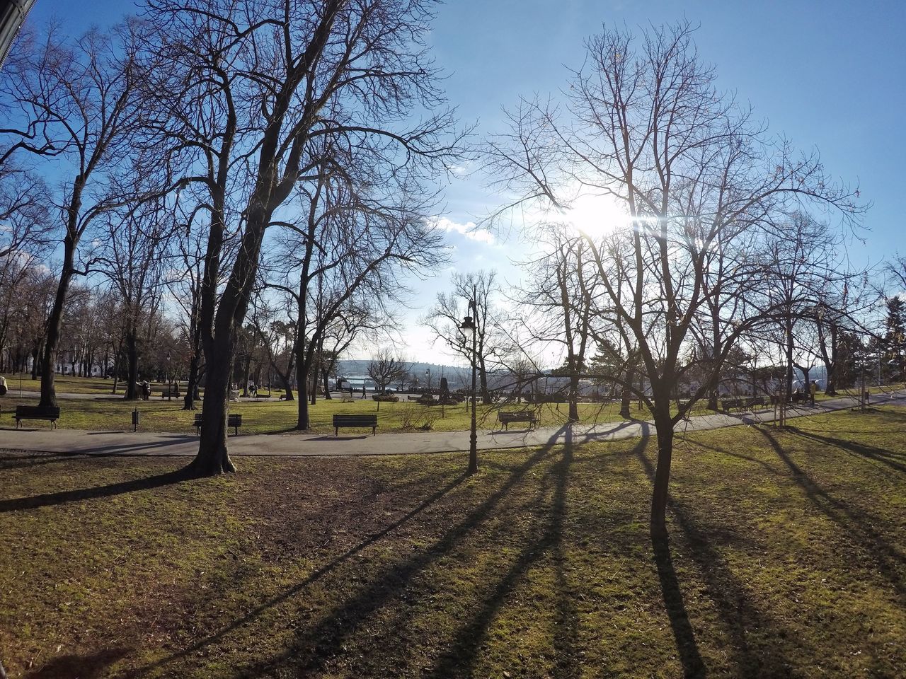 VIEW OF BARE TREES ON FIELD