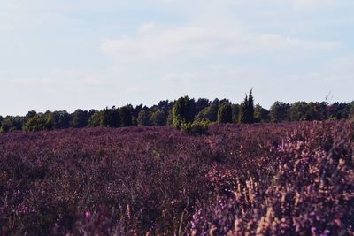 Scenic view of lavender field against sky