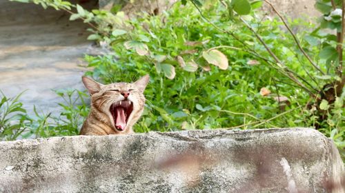 Cat yawning