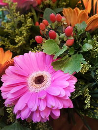 Close-up of pink flowers blooming outdoors