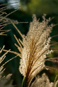 Close-up of wilted plant on field