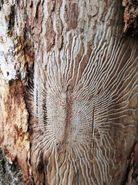Full frame shot of tree trunk
